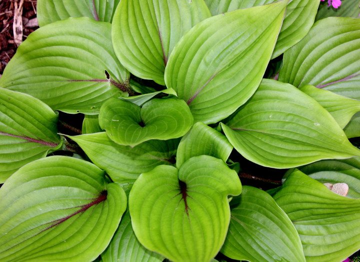 Хоста Red Hostas