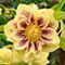 Морозник Anemone super yellow spotted