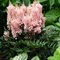 Астильба Лук ат Ми (Astilbe Look at Me)